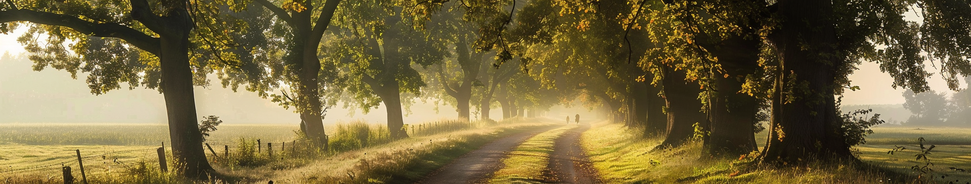 Priroda, zelenilo, put kroz šumu