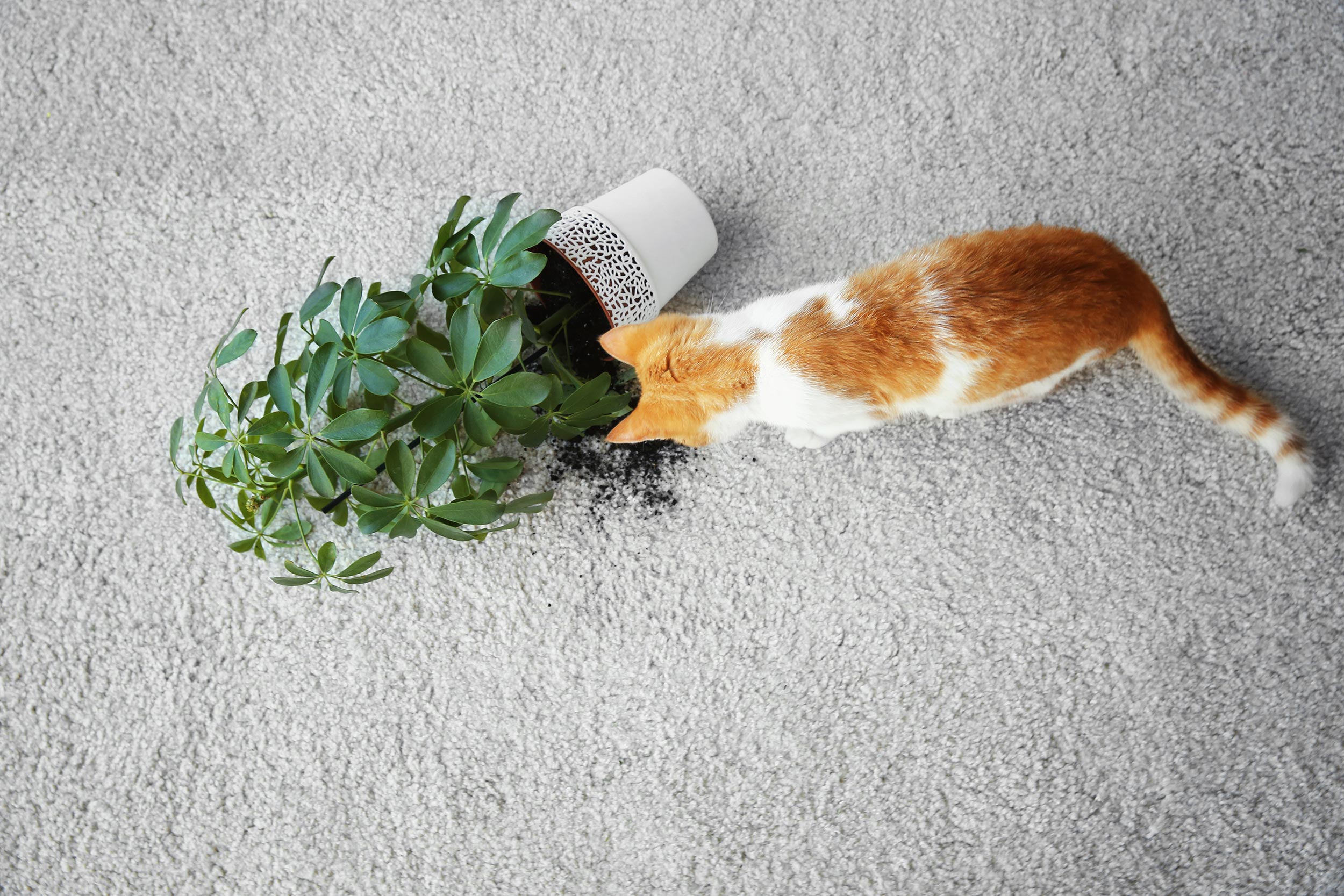 	A cat next to a broken jar with a plant